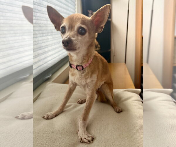Medium Photo #1 Chihuahua-Unknown Mix Puppy For Sale in San Francisco, CA, USA