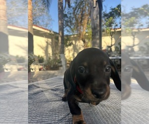 Dachshund Puppy for sale in OXNARD, CA, USA