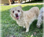 Small #2 Cocker Spaniel-Spaniel Mix
