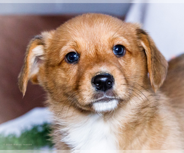 Medium Photo #2 Dorgi Puppy For Sale in WAKARUSA, IN, USA