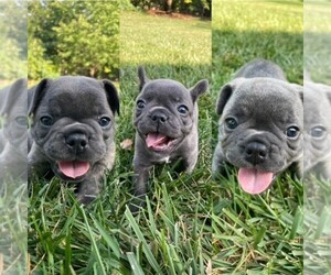 French Bulldog Litter for sale in OLATHE, KS, USA