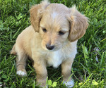Puppy Winchester Cavapoo