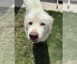 Great Pyrenees Dogs for adoption in Bakersfield, CA, USA