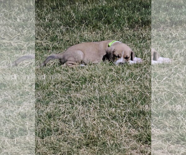 Medium Photo #6 American Pit Bull Terrier-Black Mouth Cur Mix Puppy For Sale in Holly Springs, NC, USA