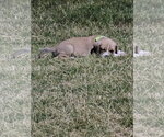 Small #5 American Pit Bull Terrier-Black Mouth Cur Mix