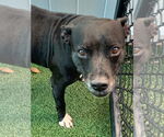 Small #1 American Staffordshire Terrier