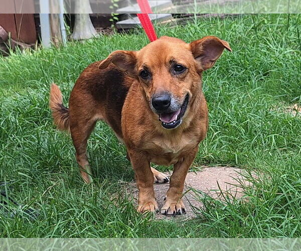 Medium Photo #1 Basset Hound-Unknown Mix Puppy For Sale in Wetumpka, AL, USA