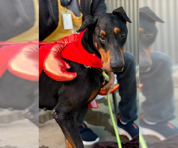 Medium Photo #1 Doberman Pinscher Puppy For Sale in Sacramento, CA, USA