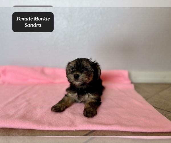 Medium Photo #3 Morkie Puppy For Sale in TUCSON, AZ, USA