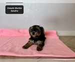 Small #2 Morkie