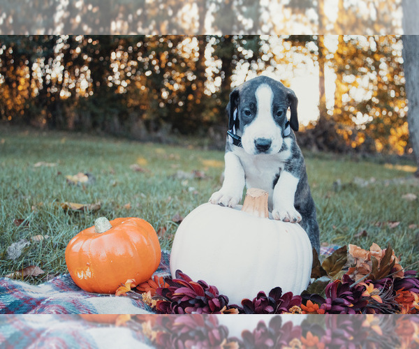 Medium Photo #1 Great Dane Puppy For Sale in HORTON, MI, USA