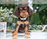 Puppy Holden Cavalier King Charles Spaniel