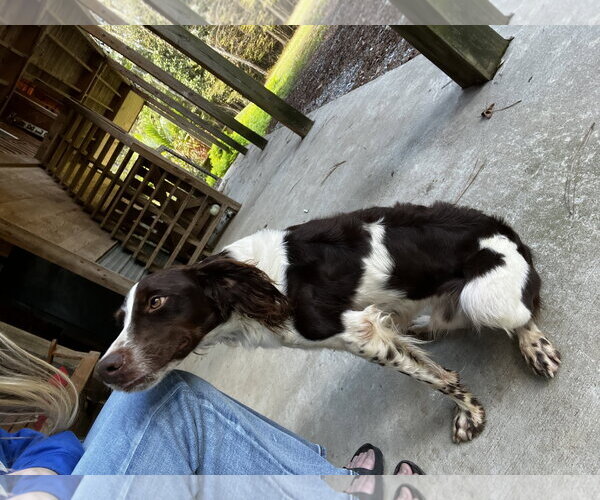 Medium Photo #3 Brittany Puppy For Sale in Curwensville, PA, USA