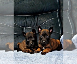 Belgian Malinois Puppy for sale in ROGERSVILLE, MO, USA