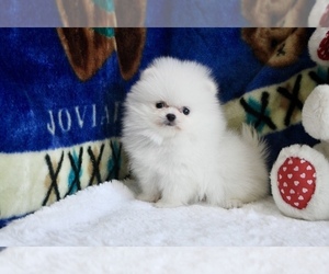 Pomeranian Puppy for sale in LONG ISLAND CITY, NY, USA