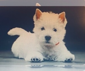 West Highland White Terrier Puppy for sale in FILLMORE, CA, USA