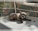 Small Photo #18 French Bulldog Puppy For Sale in BALDWIN PARK, CA, USA