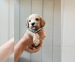 Small #5 Cock-A-Poo