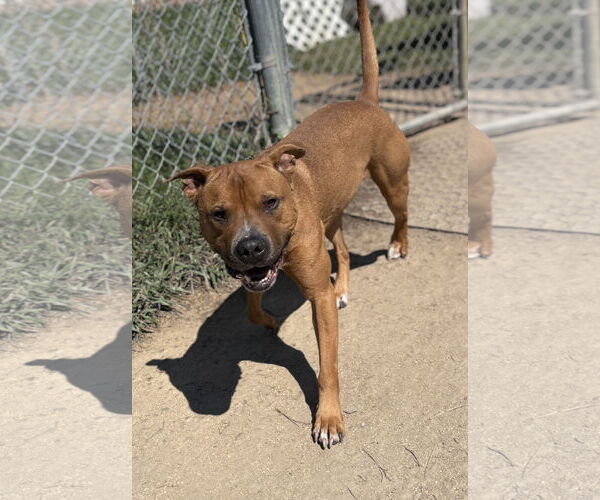 Medium Photo #2 American Pit Bull Terrier-Unknown Mix Puppy For Sale in Virginia Beach, VA, USA
