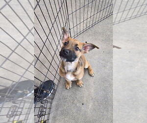 Mutt Dogs for adoption in Wyoming, MI, USA