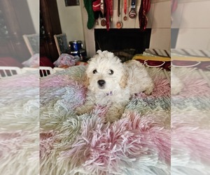 Bichon Frise-Bichpoo Mix Puppy for sale in GOODYEAR, AZ, USA