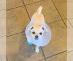 Small #2 Chihuahua Mix