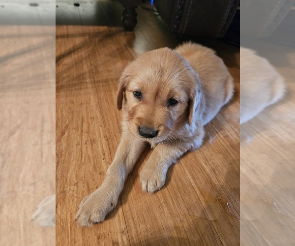 Medium Photo #1 Golden Retriever Puppy For Sale in VERONA, MO, USA