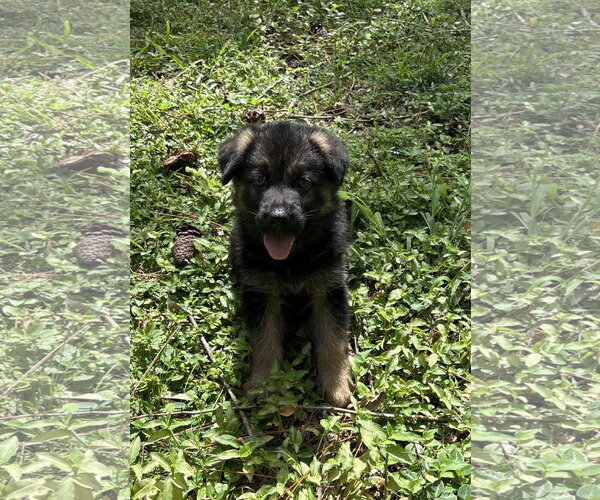 Medium Photo #1 German Shepherd Dog-Unknown Mix Puppy For Sale in Royal Palm Beach, FL, USA