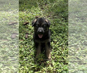 German Shepherd Dog-Unknown Mix Dogs for adoption in Royal Palm Beach, FL, USA