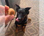 Small #1 German Shepherd Dog Mix