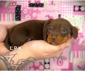 Dachshund Puppy for sale in WINNSBORO, LA, USA