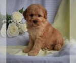 Small Photo #1 Poodle (Miniature)-Woodle Mix Puppy For Sale in MILLERSBURG, PA, USA