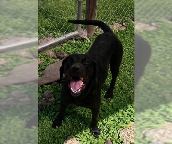 Medium Photo #1 Labrador Retriever-Unknown Mix Puppy For Sale in Oakhurst, NJ, USA
