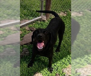 Labrador Retriever-Unknown Mix Dogs for adoption in Oakhurst, NJ, USA