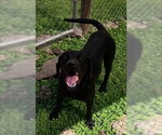June- beautiful black lab - Female Labrador Retriever-Unknown Mix Dog for Adoption - Small photo