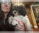 Small #1 Poodle (Miniature)