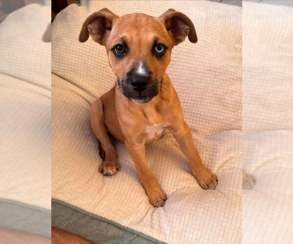 Medium Photo #2 Boxer-Unknown Mix Puppy For Sale in Germantown, OH, USA