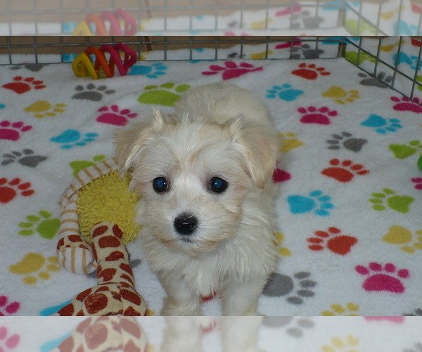 Medium Photo #2 Havanese Puppy For Sale in ORO VALLEY, AZ, USA