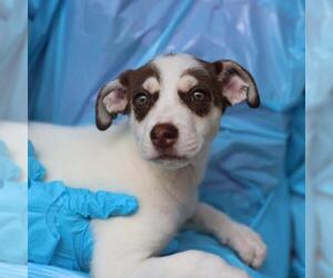 Siberian Husky-Unknown Mix Dogs for adoption in San Antonio, TX, USA