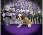 Small #8 Cavalier King Charles Spaniel