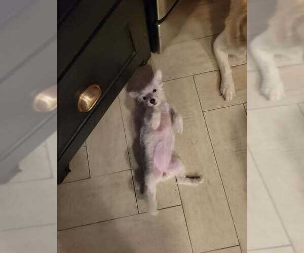 Medium Photo #4 Parson Russell Terrier-Unknown Mix Puppy For Sale in Brewster, NY, USA