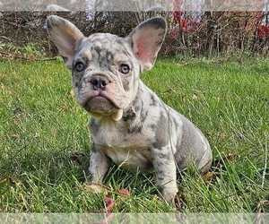 French Bulldog Puppy for sale in PROVIDENCE, RI, USA