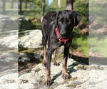 Small #7 Labrador Retriever Mix