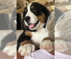 Bernese Mountain Dog Puppy for sale in SPENCER, IN, USA