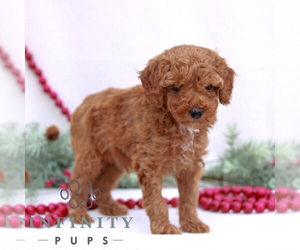 Medium Photo #4 Goldendoodle (Miniature) Puppy For Sale in NARVON, PA, USA