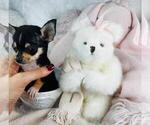 Small #20 Chihuahua
