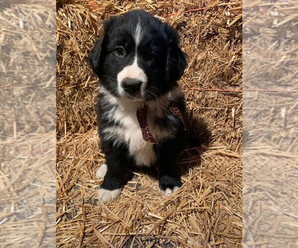 Medium Photo #1 Bernedoodle Puppy For Sale in SHELBYVILLE, IL, USA