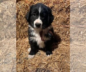 Bernedoodle Puppy for sale in SHELBYVILLE, IL, USA