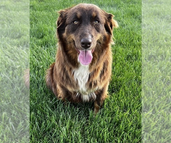 Medium Photo #13 Australian Shepherd Puppy For Sale in RICHMOND, KY, USA