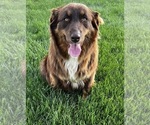 Small Photo #13 Australian Shepherd Puppy For Sale in RICHMOND, KY, USA